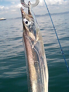 太刀魚が釣れはじめました！