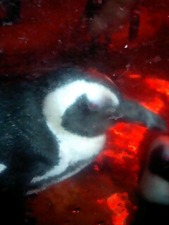 ペンギン