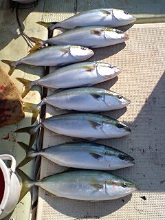 10日の釣果