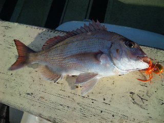 鯛釣りテスト