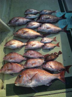 午前便 釣果は、鯛５０㌢〜チャリコ１８本でした。