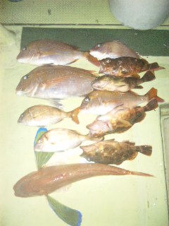 土曜日、午後便 釣果は、鯛６本ホウボウでした。