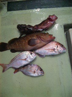 土曜日 午前便 釣果は、鯛３本アコウ1本でした。