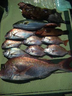 午前便 釣果は、鯛７６㌢〜３０㌢８本ハマチ1本アコウ３本でした。
