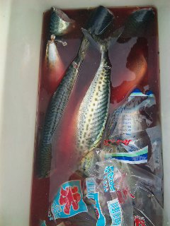 午前便 釣果は、鯛６０㌢〜２８㌢４本サバ５０本でした。