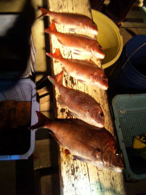 土曜日 午後便 釣果です。鯛５本でした。