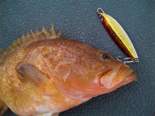 今日は、島根県の海峡さんに、行ってました。ジクは、シービーワンのクイックです。