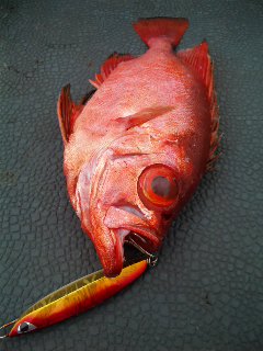 今日は、島根県の海峡さんに、行ってました。ジクは、シービーワンのクイックです。