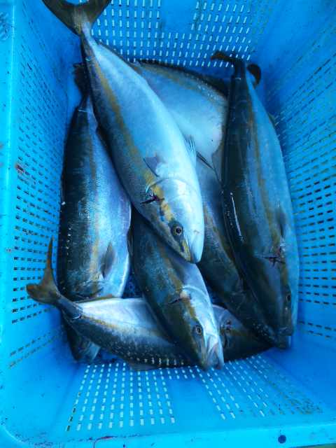 昨日の釣果です。ハマチ７本タチウオ１５〜２５本でした。