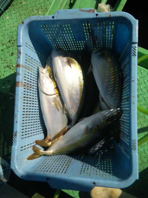 昨日の釣果です。ハマチ１１本タチウオ１人７〜２３本サゴシ３本でした。