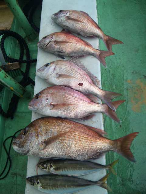 今日の釣果 ５人タイ５本チャリコ４本アジ２本でした。  タイは、あたりも多いけど バラシ・針が 伸びることが、有ります。 