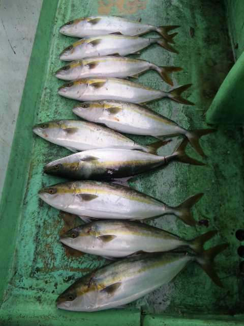 釣果は、ハマチ１０本タチウオ  サワラ１本サゴシ１本でした。  明日は、中止になりました。