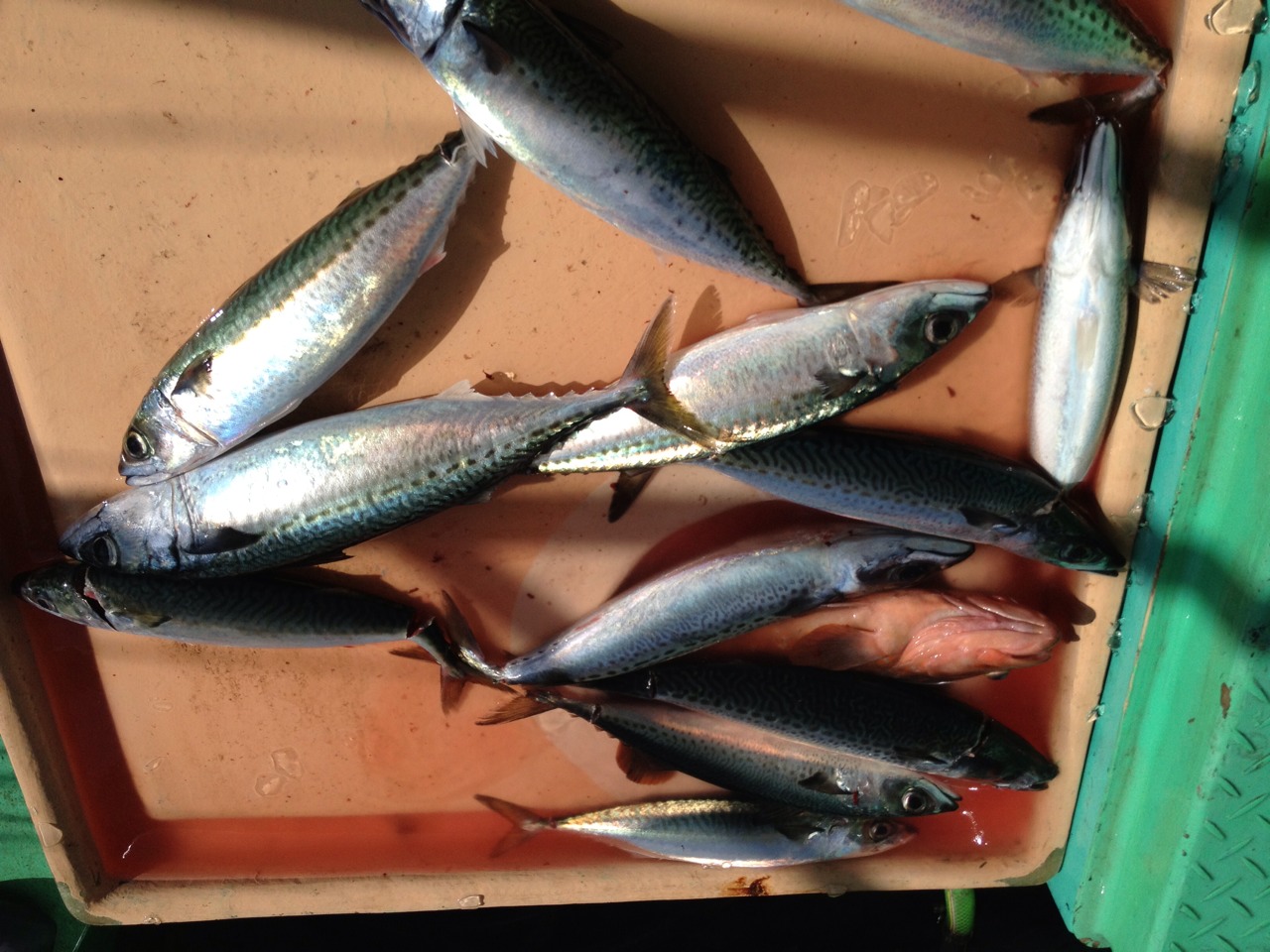 昨日の釣果は、アコウ３本サバ６０本サワラでした。