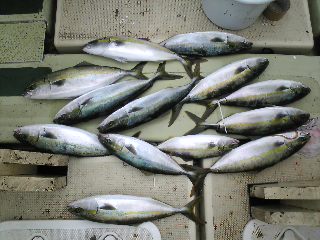 午前便 釣果は、ツバス・ハマチ１３本タチウオ１００本でした。