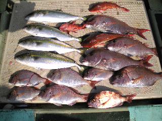 午前便 釣果は、鯛１０本４５㌢４０㌢２本３０㌢５本チャリコ・タチウオ１００ぐらい指３〜５本でした。