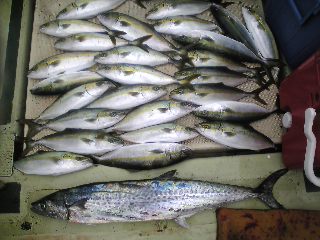午前便 釣果は、鯛２５㌢〜３０㌢ ８本タチウオ２５０以上でした。
