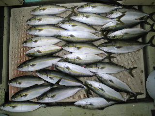 昨日の釣果は、ツバス・ハマチ２７本でした。