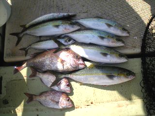午前便 釣果は、ハマチ５本サバ１本カマス１本鯛３本アオリ３杯でした。