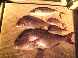 午後便 釣果は、ハマチ１本鯛７５㌢５０㌢２５㌢２本アオリ１杯ハリイカ３杯でした。