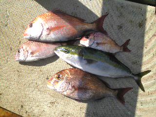 午前便 釣果は、鯛４０㌢２本２５㌢２本タチウオ２０本ハマチ１本でした。