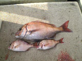 昨日の釣果は、鯛３本でした。