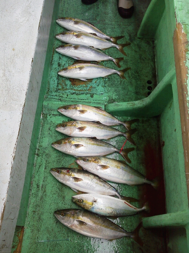 釣果は、ハマチ12本サゴシ1本てした。