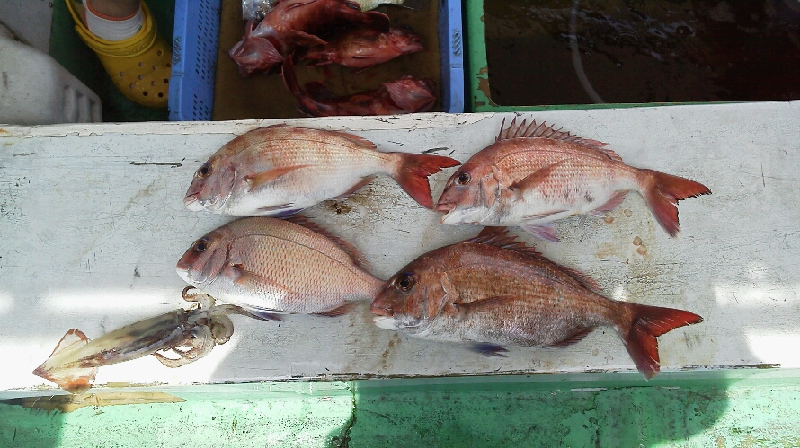 日曜日の釣果は、タイ4本でした。