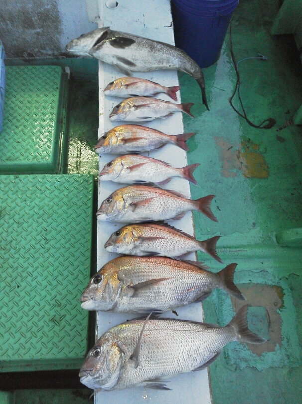 午後便の釣果は、鯛8本でした。