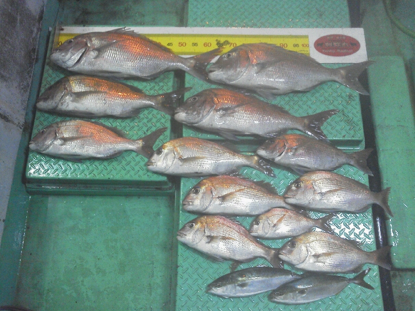 午後便  4人の釣果は、鯛67㌢〜45㌢これだけ釣れました。