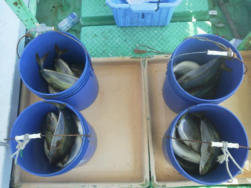 昨日の釣果は、ハマチ２２本サゴシ１本タチウオ少なめでした。