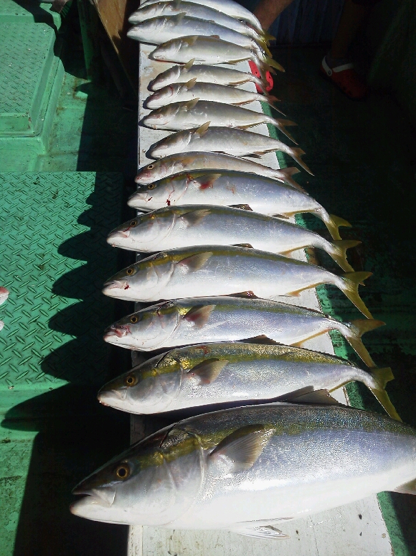 ８人の釣果は、メジロ２本ハマチ１０本シオ６本サワラ２本サゴシ２本タチウオまあまあでした。