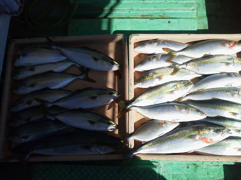 釣果は、メジロ３本ハマチ３１本シオ・サゴシ２本タチウオパラパラでした。