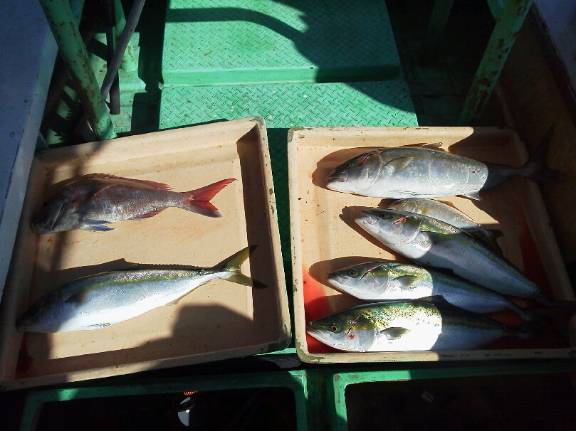 釣果は、メジロ４本カンパチ・タイ・ハマチ３本シオ・サワラ・サゴシでした。