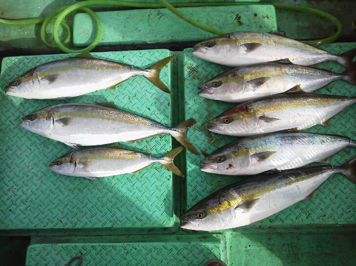 日曜日の釣果は、メジロ７本ハマチ１本サゴシ4本でした。
