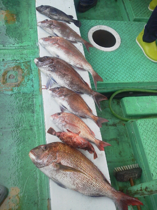 釣果は、鯛６枚ソイ・ガシラでした。