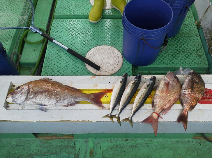昨日の釣果は、鯛５枚サバ１０本アジ２本でした。