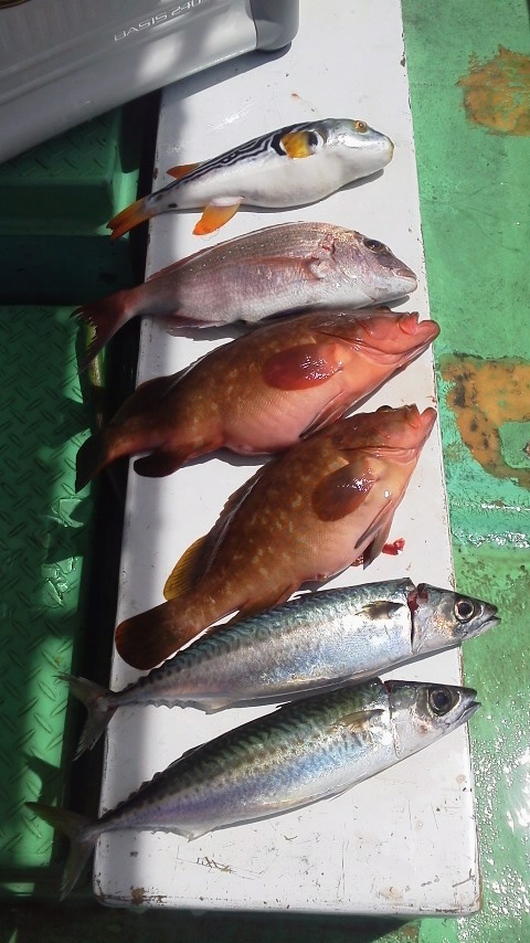 釣果は、タイ、アコウ２本サバでした。