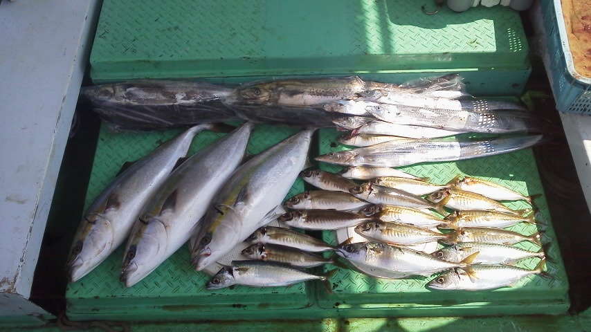 水曜の釣果７人ブリ１本メジロ２本サゴシ、サワラ３０本以上サバ１２本アジ２５本でした。