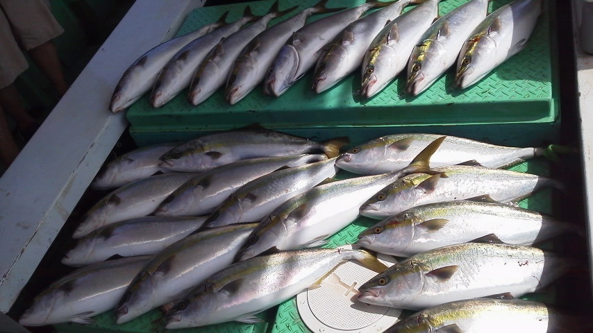 昨日の釣果はメジロ２４本タチウオ船で５０本以上でした。