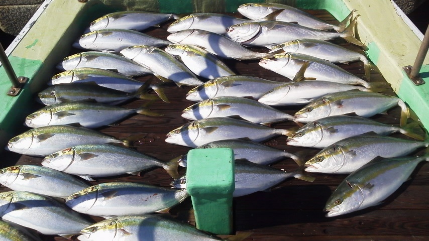 昨日の釣果は、ブリ２本メジロ３８本タチウオでした。