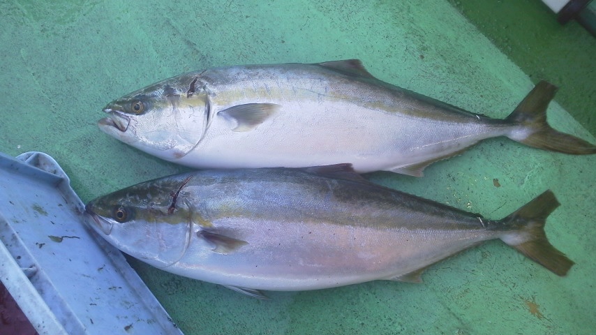 昨日の釣果は、ブリ２本メジロ３８本タチウオでした。