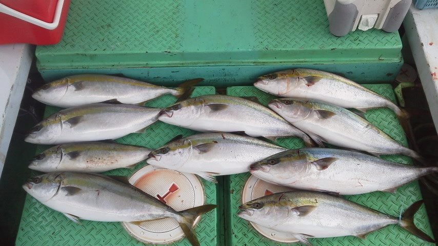 昨日の釣果はメジロ１０本でした。